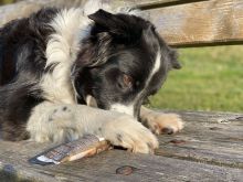 Wildborn Premium Leberwurst aus der Tube 6 x 75 g