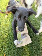 Wildborn Natural Super Bites Hundesnack 200 g