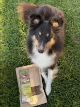 Wildborn Natural Super Bites Hundesnack 200 g