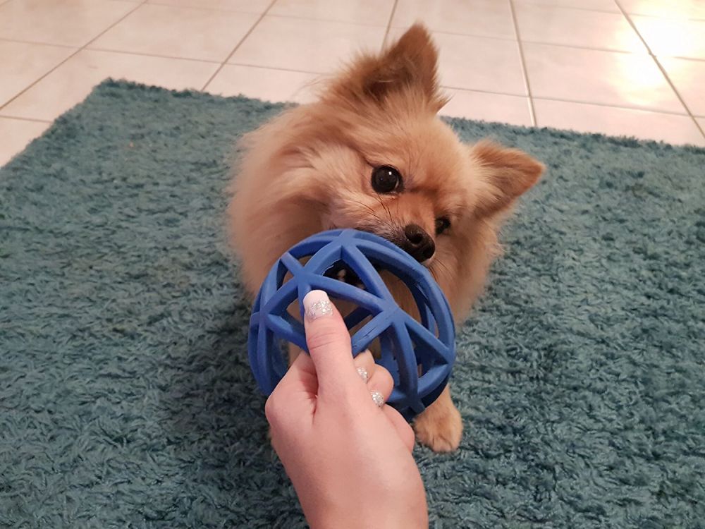 WILDBORN Gitterball Hund Gitterball